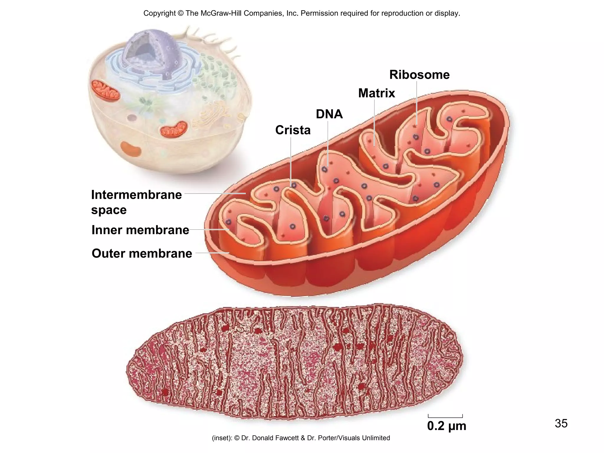 35
Copyright © The McGraw-Hill Companies, Inc. Permission required for reproduction or display.
Intermembrane
space
Inner membrane
Outer membrane
Ribosome
Matrix
DNA
Crista
0.2 µm
(inset): © Dr. Donald Fawcett & Dr. Porter/Visuals Unlimited
 