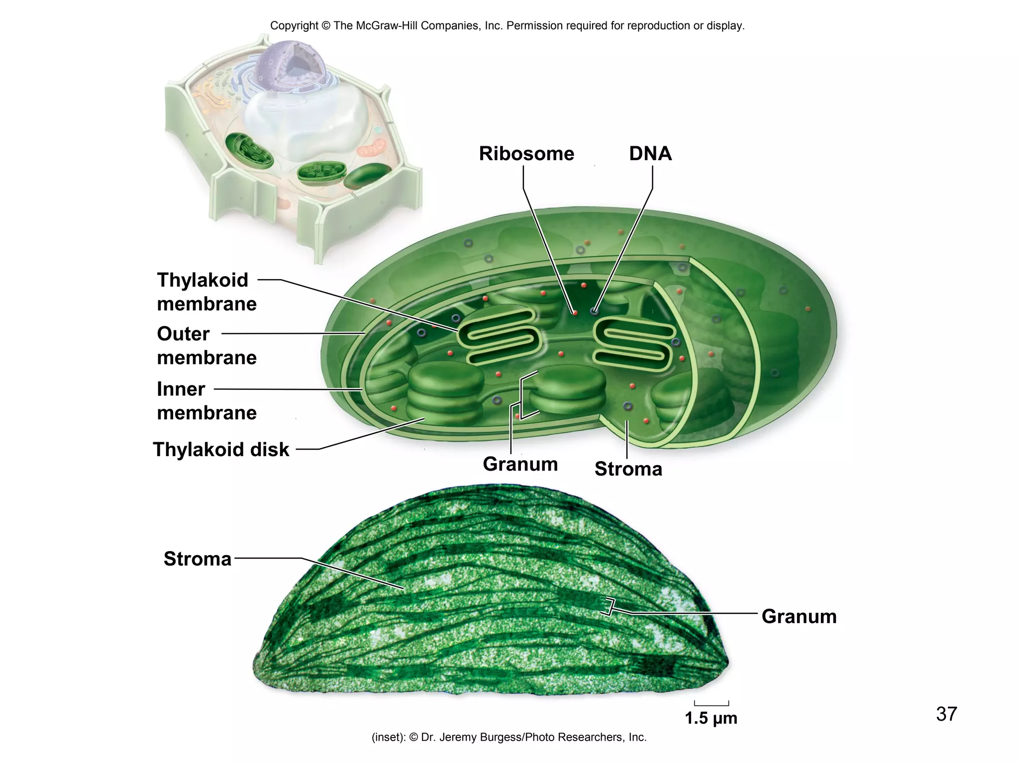 37
Copyright © The McGraw-Hill Companies, Inc. Permission required for reproduction or display.
Ribosome DNA
Stroma
Stroma
Thylakoid
membrane
Outer
membrane
Inner
membrane
Thylakoid disk
Granum
Granum
1.5 µm
(inset): © Dr. Jeremy Burgess/Photo Researchers, Inc.
 
