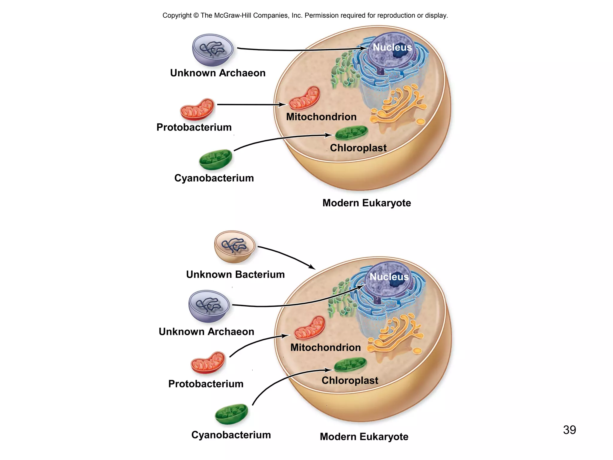 39
Copyright © The McGraw-Hill Companies, Inc. Permission required for reproduction or display.
Chloroplast
Chloroplast
Modern Eukaryote
Unknown Bacterium
Unknown Archaeon
Mitochondrion
Protobacterium
Modern EukaryoteCyanobacterium
Cyanobacterium
Unknown Archaeon
Protobacterium
Mitochondrion
Nucleus
Nucleus
 