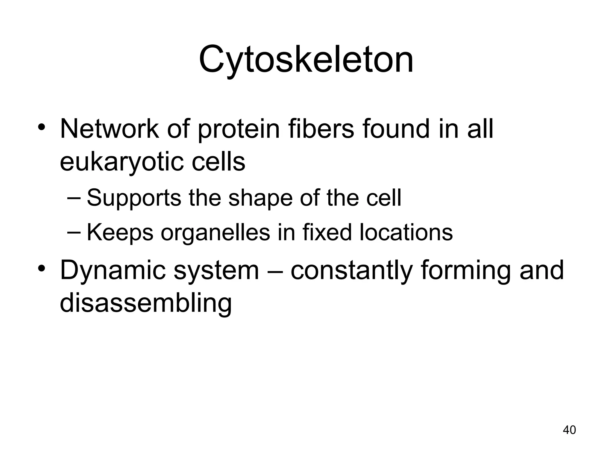 40
Cytoskeleton
• Network of protein fibers found in all
eukaryotic cells
– Supports the shape of the cell
– Keeps organelles in fixed locations
• Dynamic system – constantly forming and
disassembling
 