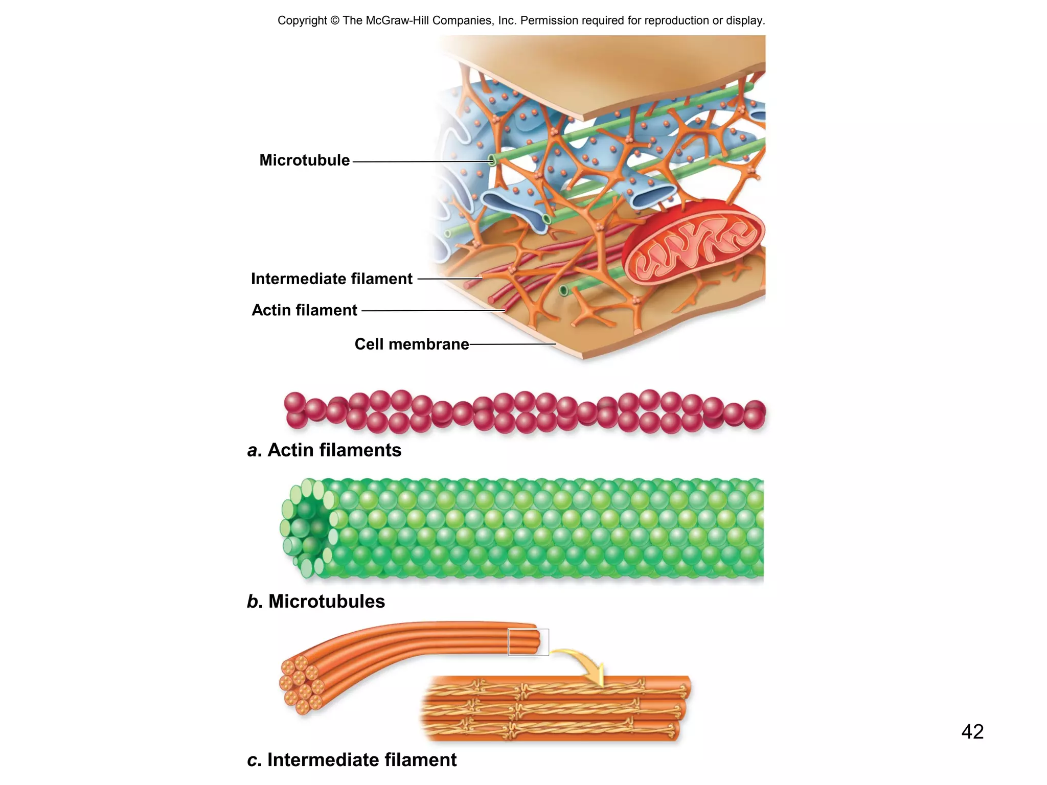 42
Copyright © The McGraw-Hill Companies, Inc. Permission required for reproduction or display.
Microtubule
Intermediate filament
Actin filament
Cell membrane
a. Actin filaments
b. Microtubules
c. Intermediate filament
 