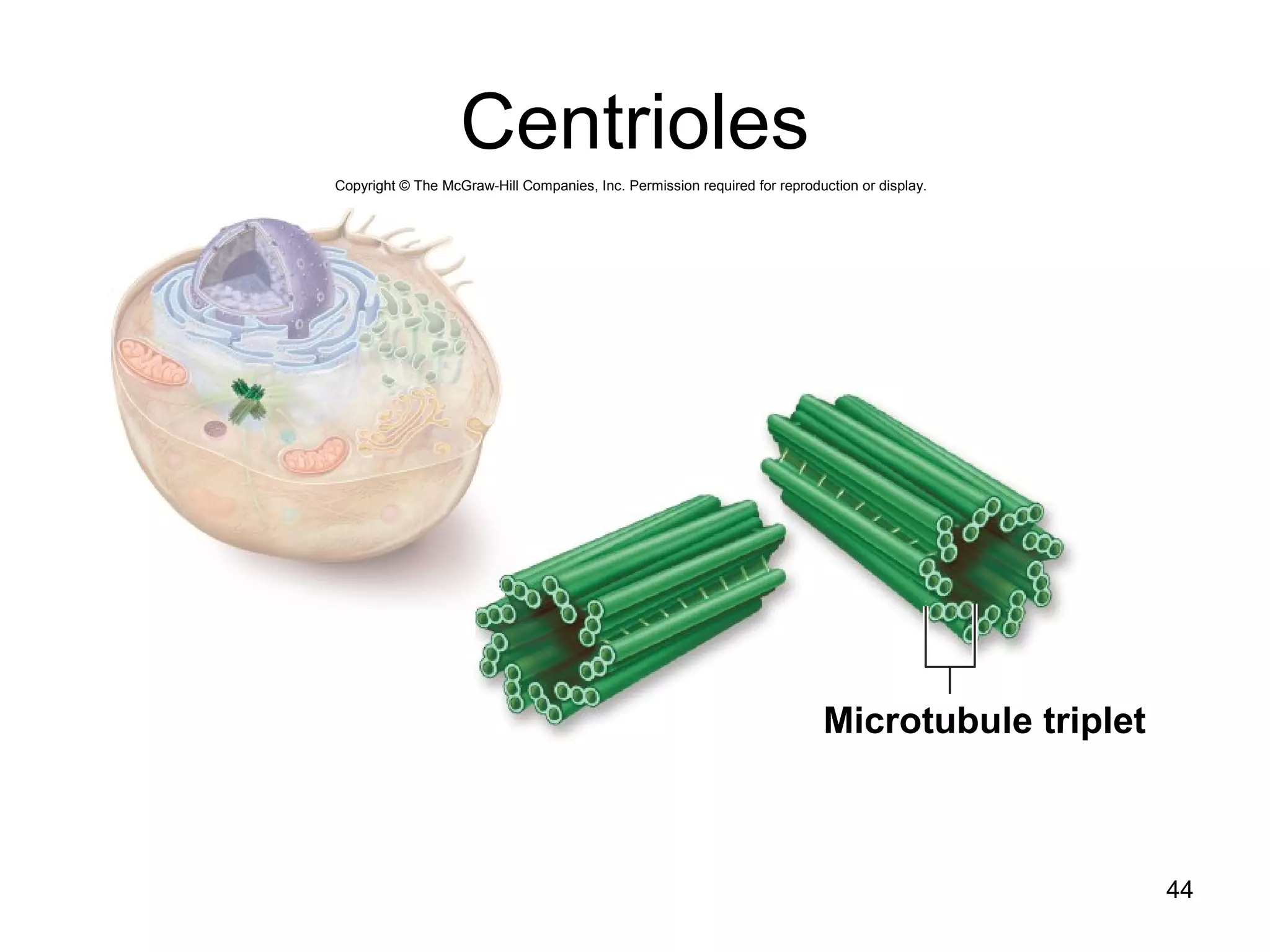 Centrioles
44
Copyright © The McGraw-Hill Companies, Inc. Permission required for reproduction or display.
Microtubule triplet
 