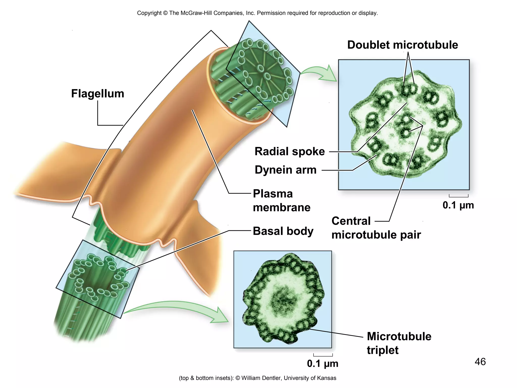 46
Copyright © The McGraw-Hill Companies, Inc. Permission required for reproduction or display.
Flagellum
Basal body
Microtubule
triplet
Central
microtubule pair
Plasma
membrane
Radial spoke
Dynein arm
Doublet microtubule
0.1 µm
0.1 µm
(top & bottom insets): © William Dentler, University of Kansas
 