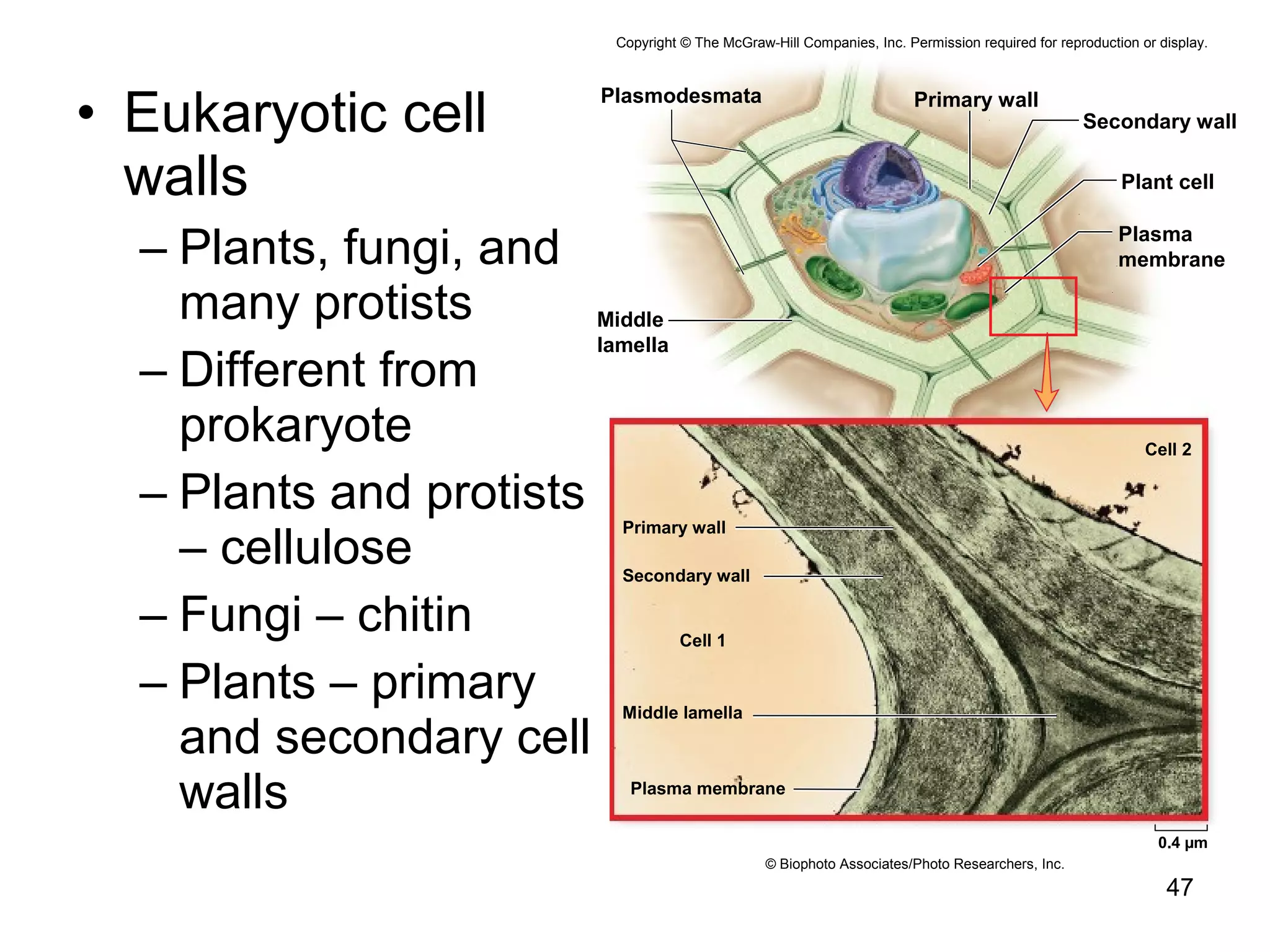 • Eukaryotic cell
walls
– Plants, fungi, and
many protists
– Different from
prokaryote
– Plants and protists
– cellulose
– Fungi – chitin
– Plants – primary
and secondary cell
walls
47
Copyright © The McGraw-Hill Companies, Inc. Permission required for reproduction or display.
Plant cell
Plasmodesmata Primary wall
Secondary wall
Cell 1
Cell 2
Primary wall
Secondary wall
Plasma membrane
Middle lamella
Middle
lamella
Plasma
membrane
© Biophoto Associates/Photo Researchers, Inc.
0.4 µm
 