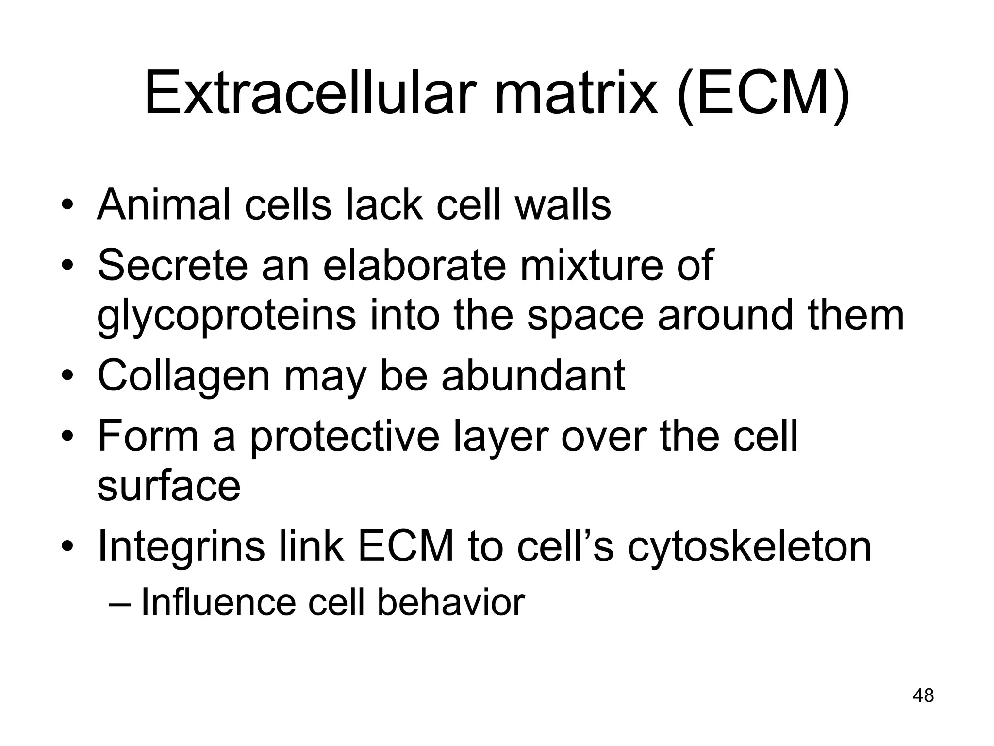 48
Extracellular matrix (ECM)
• Animal cells lack cell walls
• Secrete an elaborate mixture of
glycoproteins into the space around them
• Collagen may be abundant
• Form a protective layer over the cell
surface
• Integrins link ECM to cell’s cytoskeleton
– Influence cell behavior
 