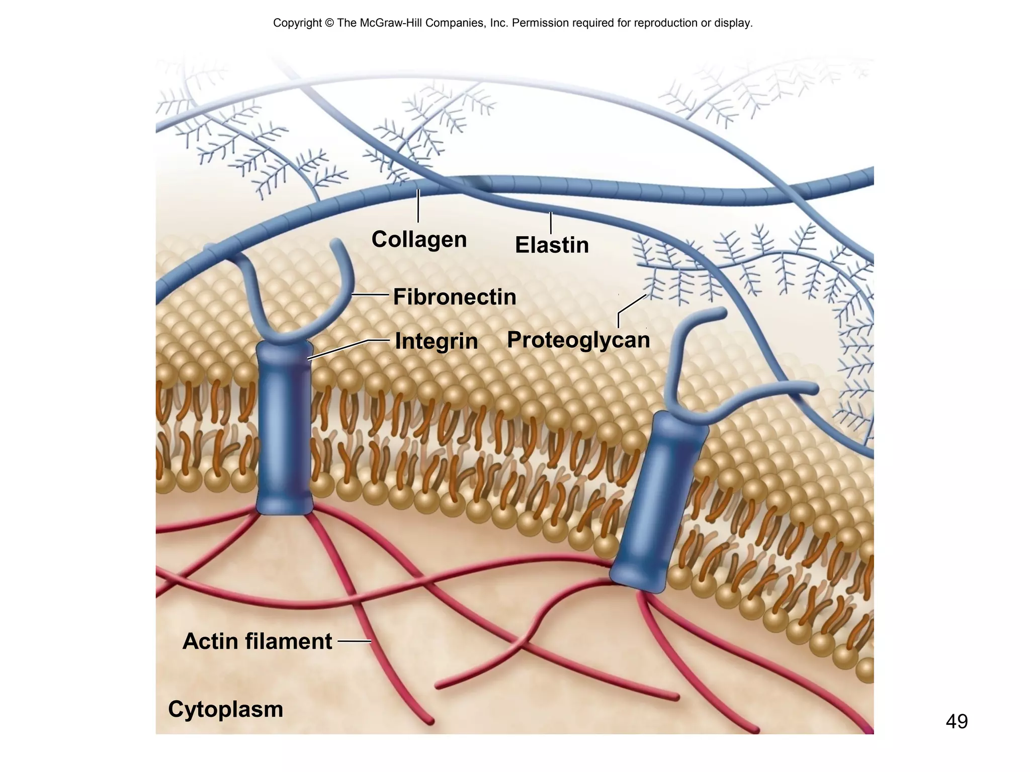 49
Copyright © The McGraw-Hill Companies, Inc. Permission required for reproduction or display.
Cytoplasm
Actin filament
Integrin
Fibronectin
Collagen Elastin
Proteoglycan
 