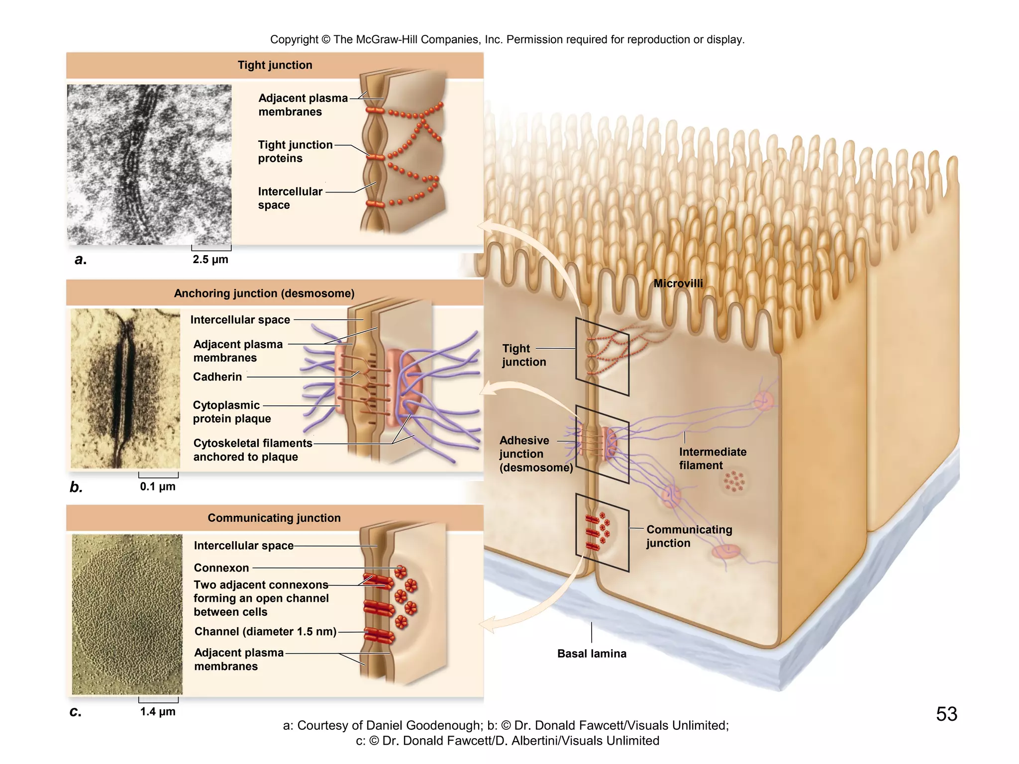 53
a.
Tight junction
Adjacent plasma
membranes
Tight junction
proteins
Intercellular
space
Microvilli
Basal lamina
Adhesive
junction
(desmosome)
Tight
junction
Intermediate
filament
Communicating
junction
2.5 µm
Intercellular space
b.
Adjacent plasma
membranes
Cadherin
Cytoplasmic
protein plaque
Cytoskeletal filaments
anchored to plaque
Anchoring junction (desmosome)
0.1 µm
c.
Intercellular space
Channel (diameter 1.5 nm)
Communicating junction
Connexon
Two adjacent connexons
forming an open channel
between cells
Adjacent plasma
membranes
1.4 µm
Copyright © The McGraw-Hill Companies, Inc. Permission required for reproduction or display.
a: Courtesy of Daniel Goodenough; b: © Dr. Donald Fawcett/Visuals Unlimited;
c: © Dr. Donald Fawcett/D. Albertini/Visuals Unlimited
 