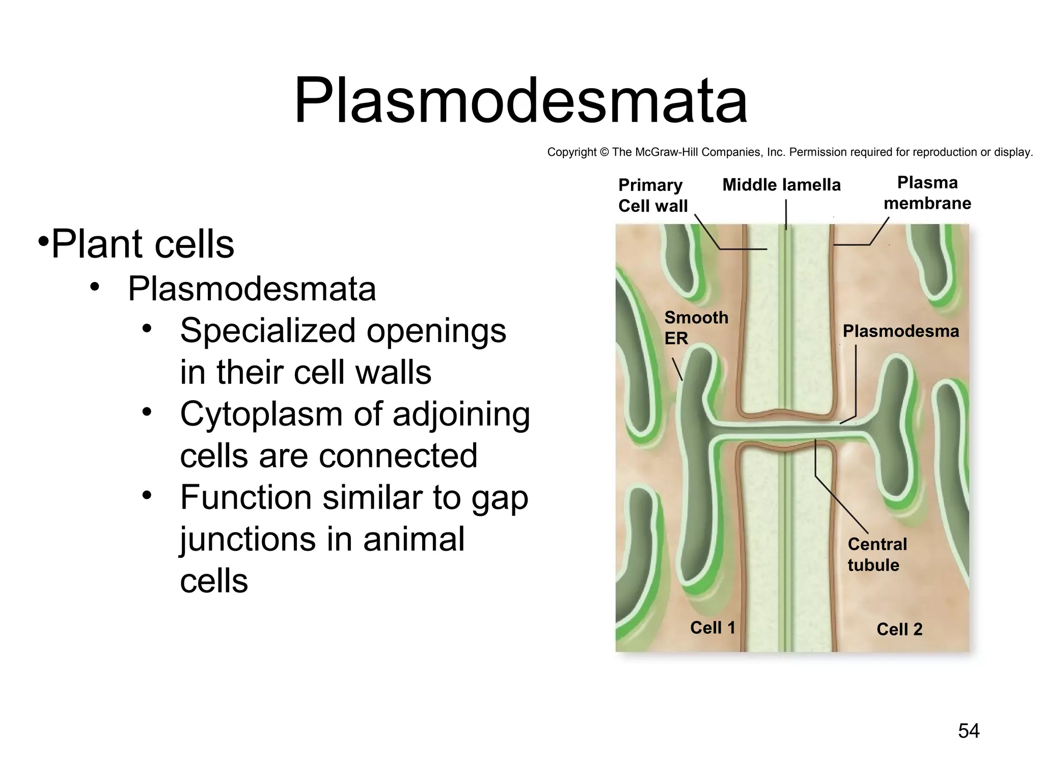 Plasmodesmata
54
•Plant cells
• Plasmodesmata
• Specialized openings
in their cell walls
• Cytoplasm of adjoining
cells are connected
• Function similar to gap
junctions in animal
cells
Copyright © The McGraw-Hill Companies, Inc. Permission required for reproduction or display.
Primary
Cell wall
Middle lamella Plasma
membrane
Plasmodesma
Smooth
ER
Central
tubule
Cell 2Cell 1
 