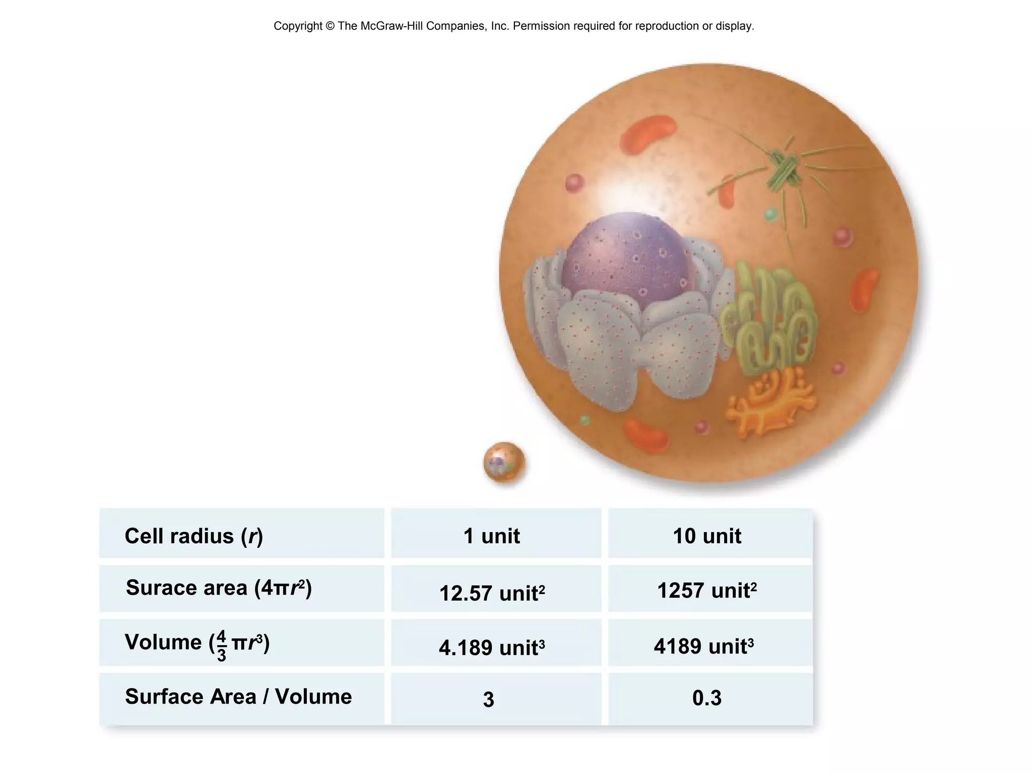 Copyright © The McGraw-Hill Companies, Inc. Permission required for reproduction or display.
4–
3
πr3
)
3
Cell radius (r)
Surface Area / Volume
Surace area (4πr2
)
Volume ( 4.189 unit3
12.57 unit2
1 unit 10 unit
1257 unit2
4189 unit3
0.3
 