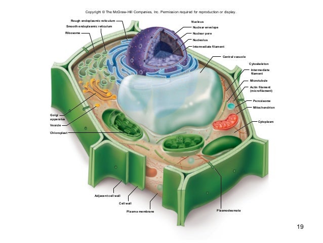 Bio 201 chapter 4 powerpoint