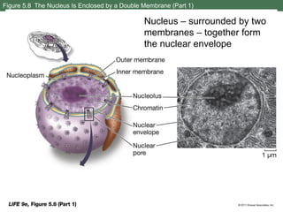 Cell is the structural and functional unit of life | PPT