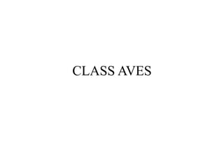 CLASS AVES
 