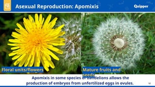 GENERAL BIOLOGY plant reproduction and development | PPTX