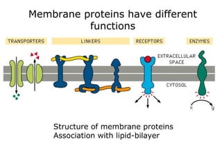 Membrane proteins have different
functions
Structure of membrane proteins
Association with lipid-bilayer
 