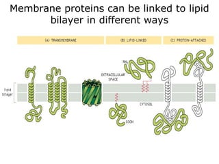 Membrane proteins can be linked to lipid
bilayer in different ways
 