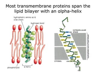 Most transmembrane proteins span the
lipid bilayer with an αlpha-helix
 