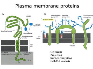 Plasma membrane proteins
A B
Glycocalix
Protection
Surface recognition
Cell-Cell contacts
 