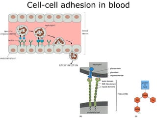 Cell-cell adhesion in blood
 