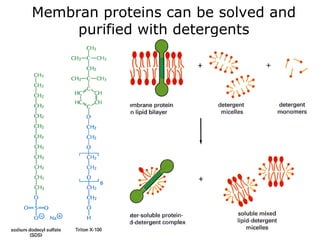 Membran proteins can be solved and
purified with detergents
 