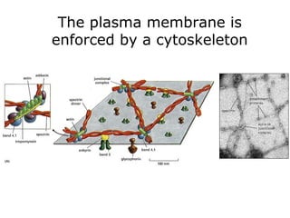 The plasma membrane is
enforced by a cytoskeleton
 
