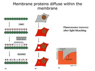 Membrane proteins diffuse within the
membrane
Fluorescence recovery
after light bleaching
 