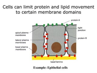 Cells can limit protein and lipid movement
to certain membrane domains
Example: Epithelial cells
 