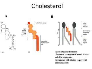 Cholesterol
A B
Stabilizes lipid bilayer
Prevents transport of small water
soluble molecules
Separates CH-chains to prevent
cristallisation
 