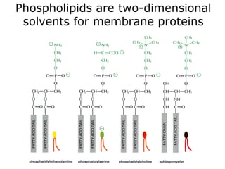 Phospholipids are two-dimensional
solvents for membrane proteins
 