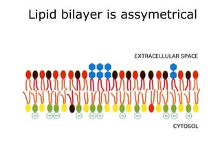 Lipid bilayer is assymetrical
 
