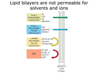 Lipid bilayers are not permeable for
solvents and ions
 