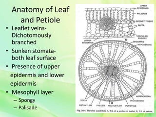 Anatomy of Leaf
and Petiole
• Leaflet veins-
Dichotomously
branched
• Sunken stomata-
both leaf surface
• Presence of upper
epidermis and lower
epidermis
• Mesophyll layer
– Spongy
– Palisade
 
