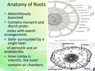 Anatomy of Roots
• Adventitiously
branched
• Contains monarch and
diarch proto-
steles with exarch
arrangements
• Stele- surrounded by a
single layer
of pericycle and an
endodermis
• Inner cortex is
sclerotic, the outer
contains air chambers
 