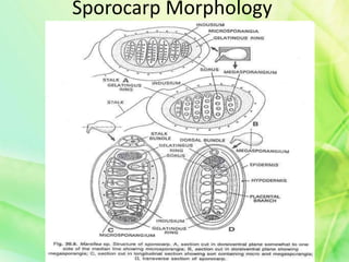 Sporocarp Morphology
 