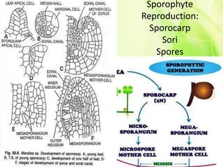 Sporophyte
Reproduction:
Sporocarp
Sori
Spores
 
