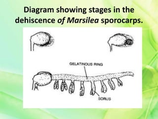 Diagram showing stages in the
dehiscence of Marsilea sporocarps.
 