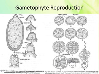 Gametophyte Reproduction
 