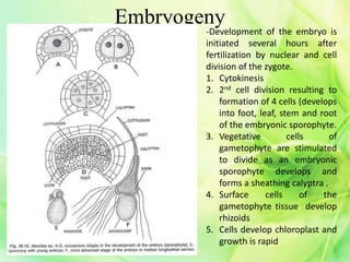 Embryogeny
-Development of the embryo is
initiated several hours after
fertilization by nuclear and cell
division of the zygote.
1. Cytokinesis
2. 2nd cell division resulting to
formation of 4 cells (develops
into foot, leaf, stem and root
of the embryonic sporophyte.
3. Vegetative cells of
gametophyte are stimulated
to divide as an embryonic
sporophyte develops and
forms a sheathing calyptra .
4. Surface cells of the
gametophyte tissue develop
rhizoids
5. Cells develop chloroplast and
growth is rapid
 