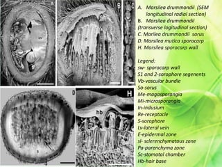 A. Marsilea drummondii (SEM
longitudinal radial section)
B. Marsilea drummondii
(transverse logitudinal section)
C. Marilea drummondii sorus
D. Marsilea mutica sporocarp
H. Marsilea sporocarp wall
Legend:
sw- sporocarp wall
S1 and 2-sorophore segenents
Vb-vascular bundle
So-sorus
Me-magasporangia
Mi-microsporangia
In-indusium
Re-receptacle
S-sorophore
Lv-lateral vein
E-epidermal zone
sl- sclerenchymatous zone
Pa-parenchyma zone
Sc-stomatal chamber
Hb-hair base
 