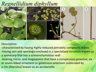 Regnellidium diphyllum
Description:
-characterized by having highly reduced pinnately compound leaves
-having sori and sporangia enclosed in a specialized structure known as
a sporocarp that has a sclerenchymatous wall
-bearing micro- and megaspores that have a conspicuous proximal, six
or seven-lobed ornament or gelatinous extension subtended by
a rim (Marsilea) known as an acrolamella
 