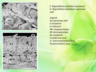 E. Regnellidium diphyllum sporocarp
H. Regnellidium diphyllum sporocarp
wall
Legend:
Sw-sporocarp wall
S-sorophore
In-indusium
Me-megasporangia
Mi-microsporangia
Re-receptacle
E-epidermal zone
sl- sclerenchymatous zone
Pa-parenchyma zone
 