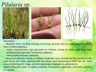 Pilularia sp.
Description:
- Rhizomes short- to long-creeping, branching, bearing roots at nodes, bearing septate
hairs or almost glabrous.
- Leaves monomorphic, not articulated to rhizome, arising at nodes, with long stalks
lacking lamina segments, herbaceous, glabrous.
- Veins greatly reduced, undivided.
- Sporocarps globose, sessile or stalked, hardened, hairy, attached to the rhizome at the
base of the leaf stalks, opening with two valves, each containing at least two sori. Each
sorus containing both mega- and microsporangia. Megaspores spheroidal to
slightly ellipsoidal, plain to slightly undulate; microspores spheroidal, and plain, papillate
or rugulate.
 