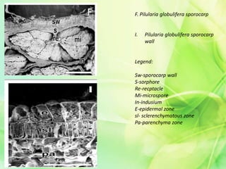 F. Pilularia globulifera sporocarp
I. Pilularia globulifera sporocarp
wall
Legend:
Sw-sporocarp wall
S-sorphore
Re-recptacle
Mi-microspore
In-indusium
E-epidermal zone
sl- sclerenchymatous zone
Pa-parenchyma zone
 