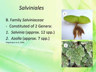 Salviniales
B. Family Salviniaceae
- Constituted of 2 Genera:
1. Salvinia (approx. 12 spp.)
2. Azolla (approx. 7 spp.)
(Nagalingum et al, 2008)
2
1
 