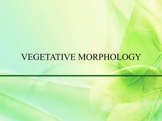 VEGETATIVE MORPHOLOGY
 