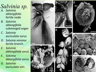 Salvinia sp.
A. Salvinia
oblongifolia
fertile node
B. Salvinia
oblongifolia
submerged organ
C. Salvinia
auriculata sorus
D. Salvinia minima
fertile branch
E. Salvinia
oblongifolia sorus
F. Salvinia
oblongifolia sorus
G. Salvinia
auriculata sori
 