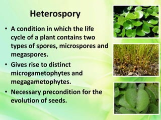 Bio 211 report | PPTX