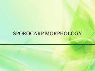 SPOROCARP MORPHOLOGY
 