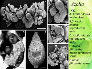 Azolla
sp.
A. Azolla nilotica
fertile plant
B,C. Azolla
nilotica
reproductive
units
D. Azolla nilotica
reproductive
units
E. Azolla
filiculoides
megasporangiate
sorus
F. Azolla
filiculoides sorus
 