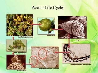 Azolla Life Cycle
 