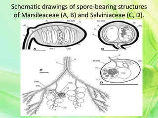 Schematic drawings of spore-bearing structures
of Marsileaceae (A, B) and Salviniaceae (C, D).
 